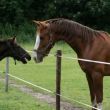 paarden Hondshoeve