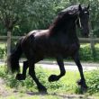 Enzo van de Hondshoeve (sterruin Olgert x Fetse)