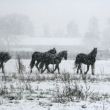 Journey, Leganza, Joice en Liana van de Hondshoeve