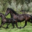 Ivancka & Zephyr van de Hondshoeve