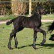 Elise 11 dagen oud