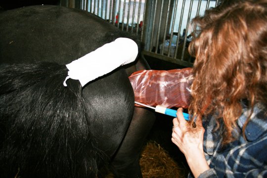 Scannen en Insemineren aan huis