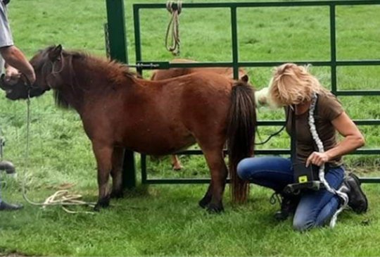 Voortplantingsbegeleiding bij u op stal